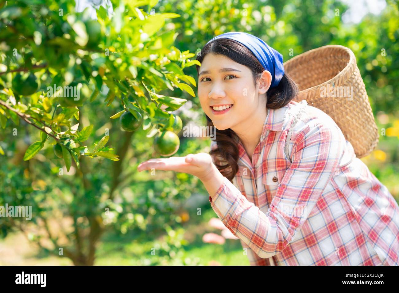 Glückliche Frauen auf der Orangenfarm. Ländliche asiatische Frau, die im ökologischen Landbau arbeitet, Orangenobst-Baum. Stockfoto