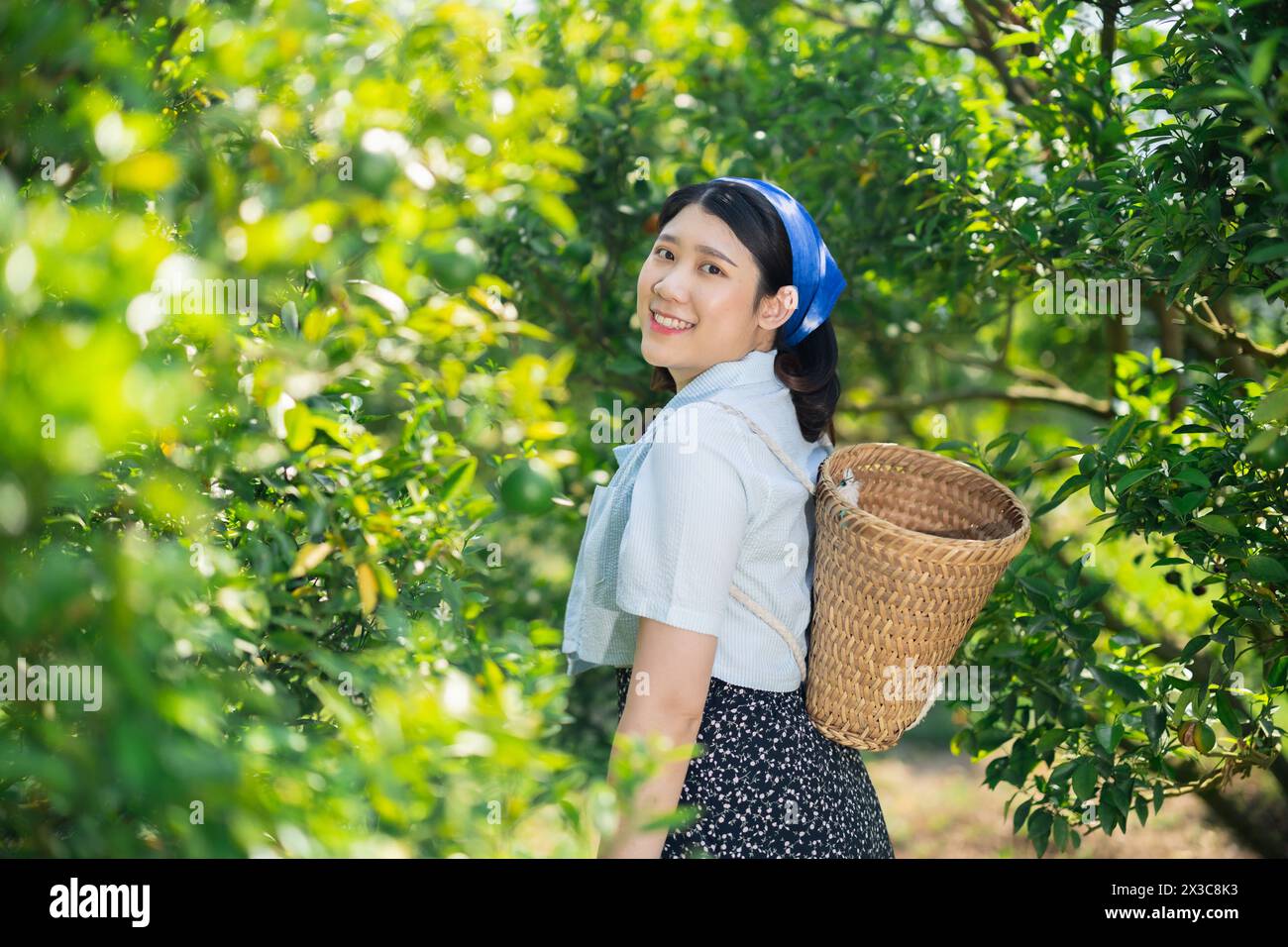 Glückliche Frauen auf der Orangenfarm. Ländliche asiatische Frau, die im ökologischen Landbau arbeitet, Orangenobst-Baum. Stockfoto