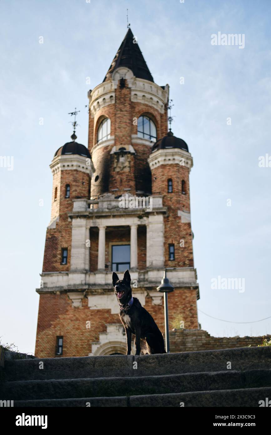 Ein wunderschöner schwarzer Hund sitzt und posiert in der Nähe des Gardos Tower - Millenium Tower - in Belgrad, Serbien. Altstadt Zemun Bezirk. Reisen mit einem Haustier in Europa Stockfoto