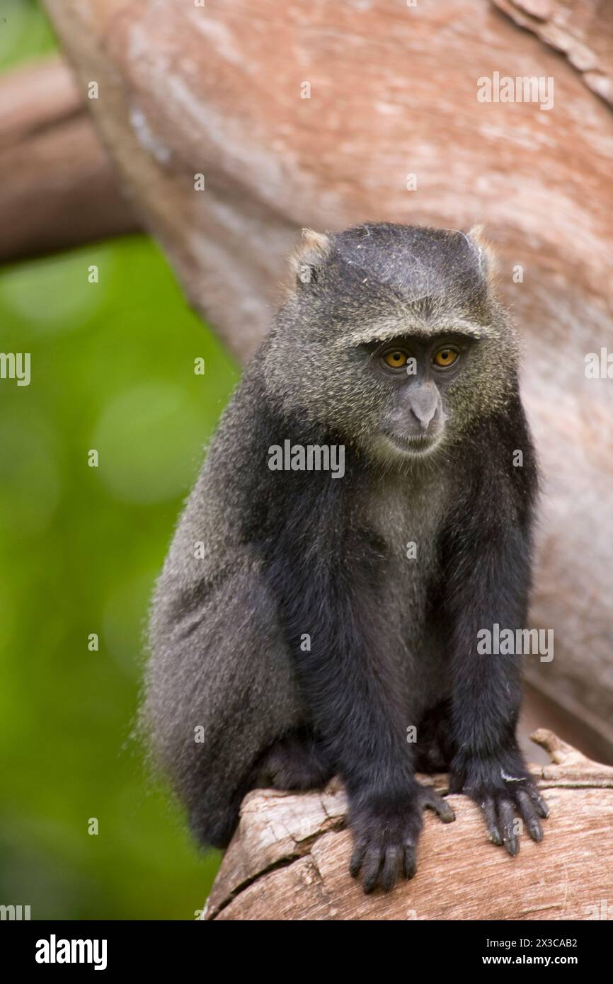 Diademmeerkatze oder matrizengeformte Affe (grüne Mitis) Stockfoto