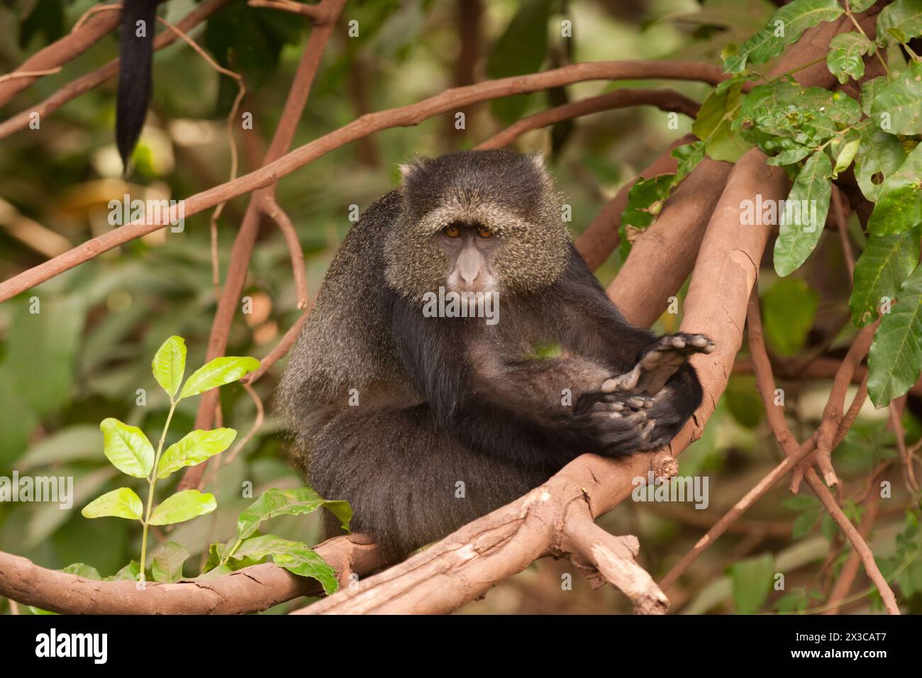 Diademmeerkatze oder matrizengeformte Affe (grüne Mitis) Stockfoto