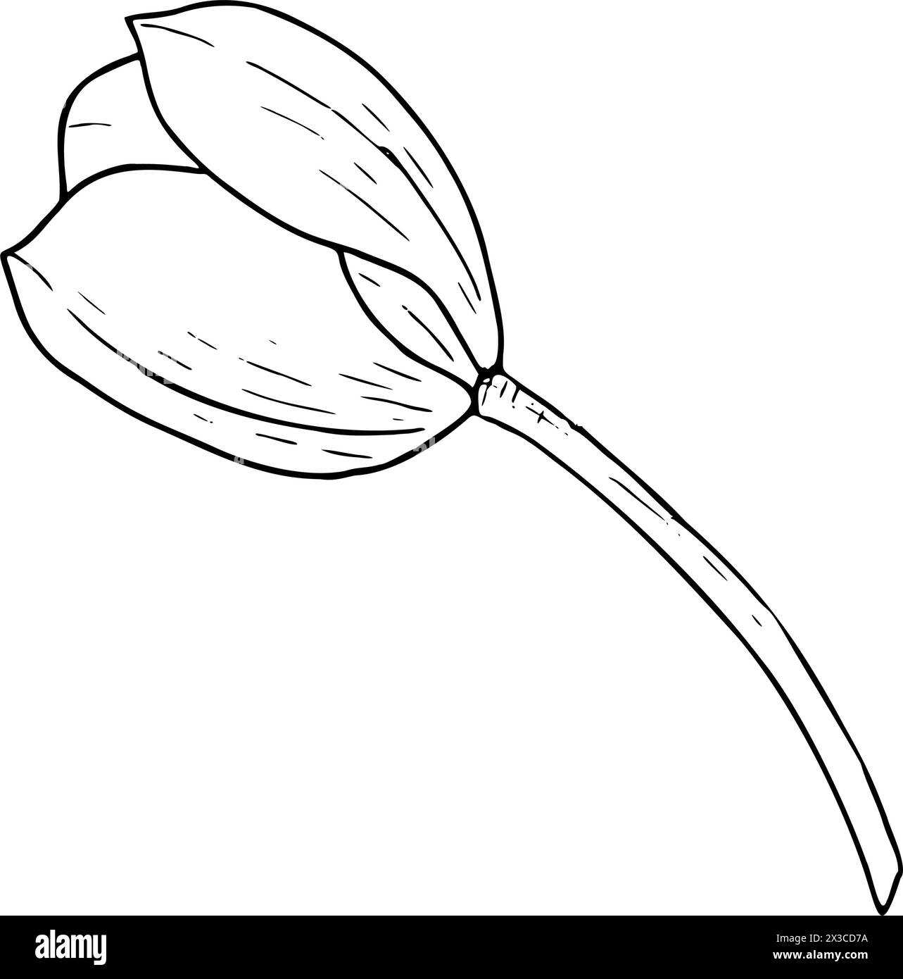 Tulpenblume Vektor-Illustration. Schwarze Umrisszeichnung des Glühlampenkopfes. Grußkarte mit botanischer Blüte. Kontur der Tintenlinie Silhouette Kontur Stock Vektor