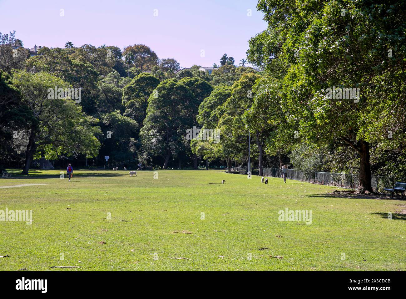 Mosman,Sydney,Australia der Reid Park ist ein Stadtpark neben der Mosman Bay und bietet zu bestimmten Zeiten im Jahr in Sydney Hunde an Stockfoto