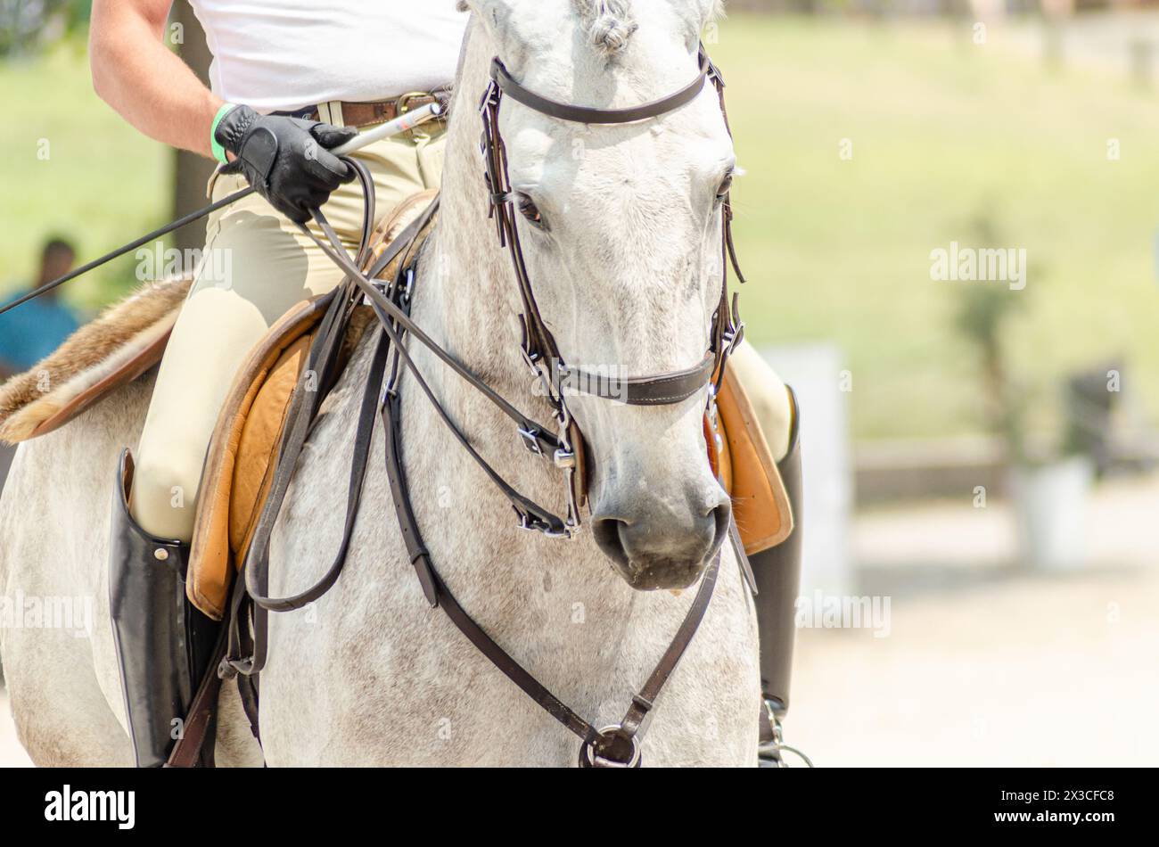 Porträt des Kopfes eines Vollblutpferdes bei einem Reitwettbewerb Stockfoto