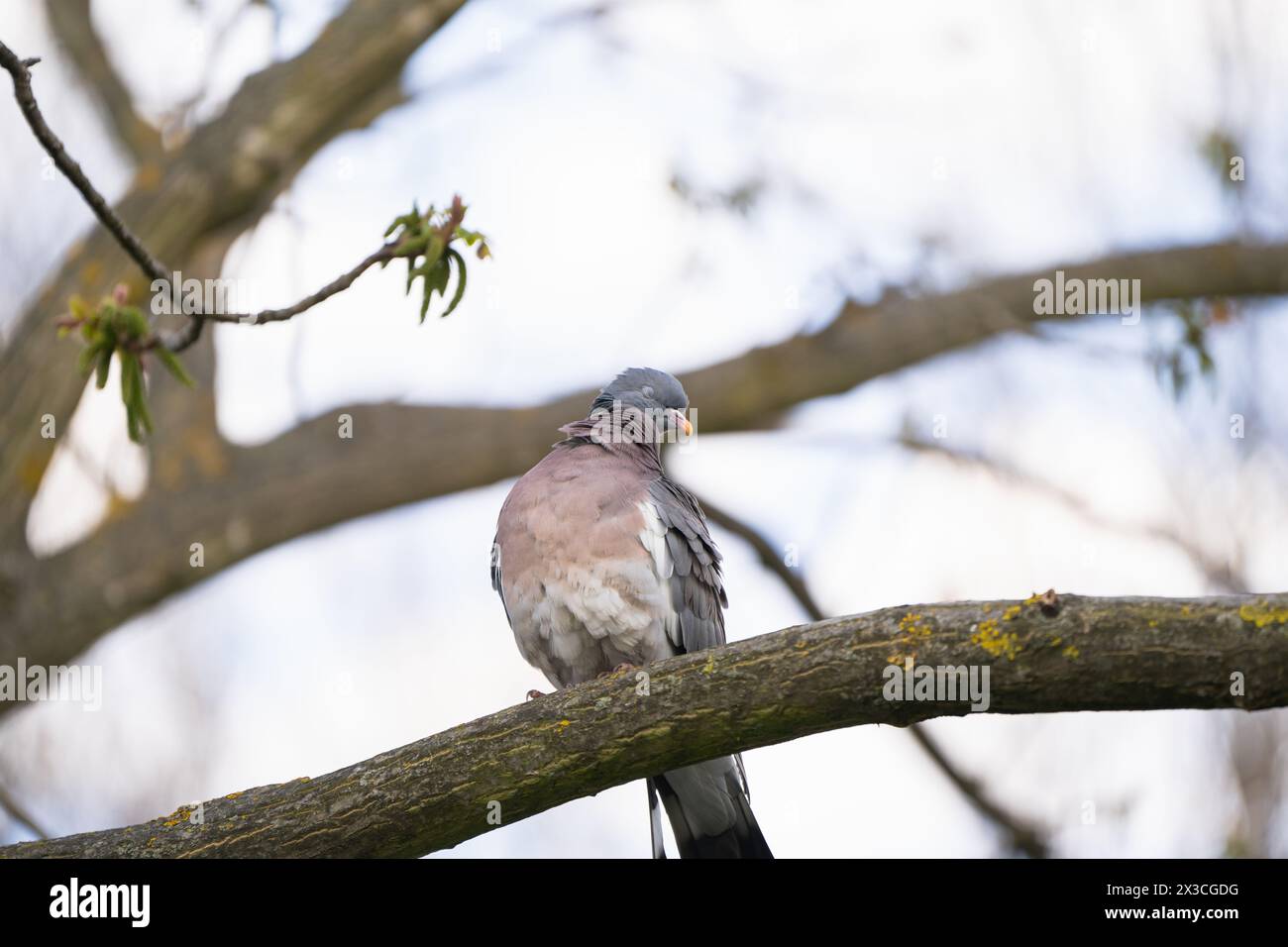 Eine lustige Taube mit geschlossenen Augen sitzt an einem Frühlingstag auf einem Ast im Park. Natur und Wildvögel. Selektiver Fokus. Nahansicht Stockfoto