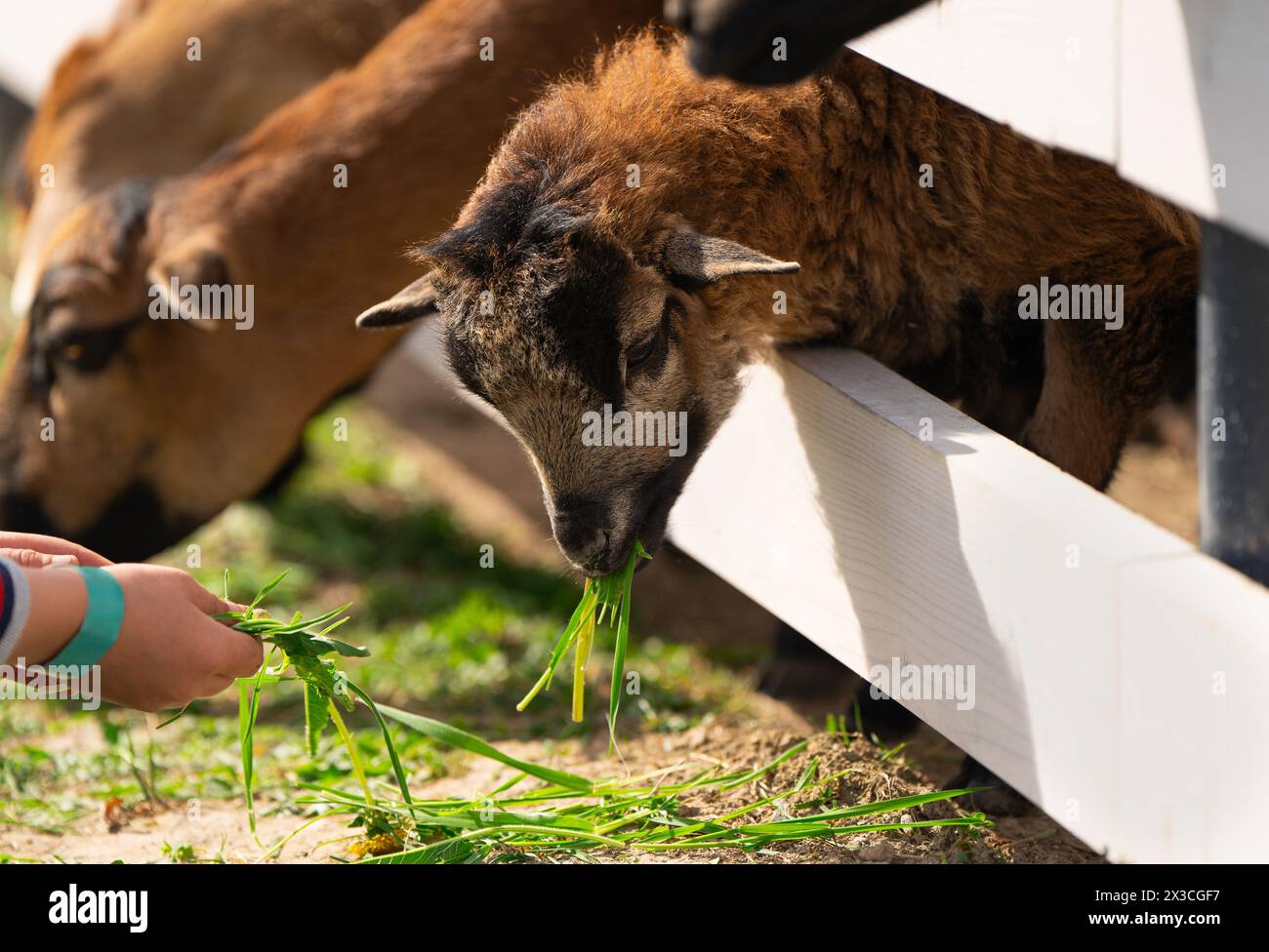 Ein Junge füttert ein braunes kamerunisches Schafgras in einem Streichelzoo. Näher an Tieren und Natur. Nahaufnahme Stockfoto