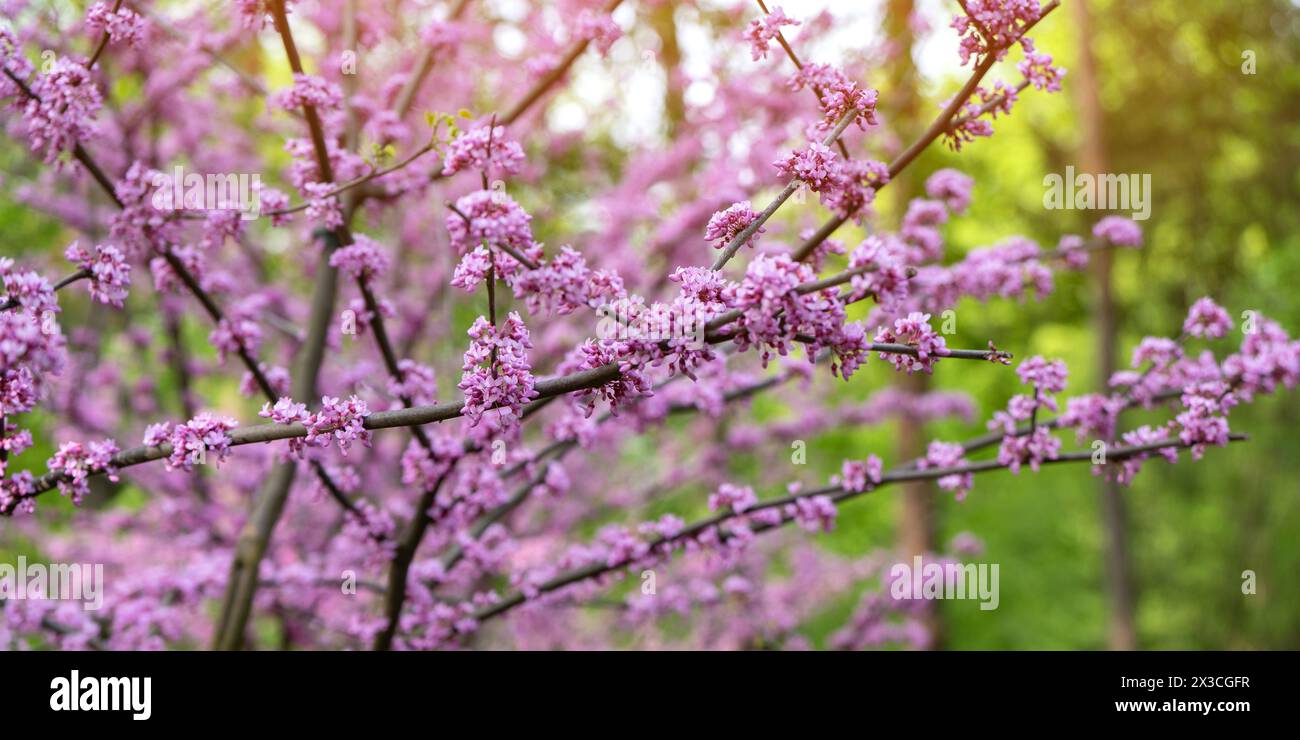 American Eastern Redbud Tree oder Cercis canadensis blühen in einem Park aus nächster Nähe. Selektiver Fokus. Naturkonzept Stockfoto
