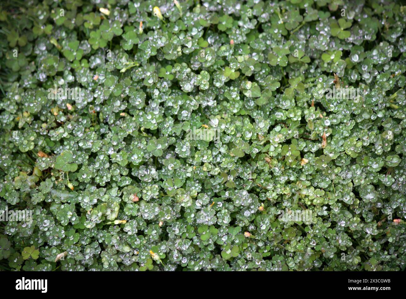 Blätter von Radishroot-Sauerampfer (Oxalis albicans) mit Regentropfen : (Pixel Sanjiv Shukla) Stockfoto