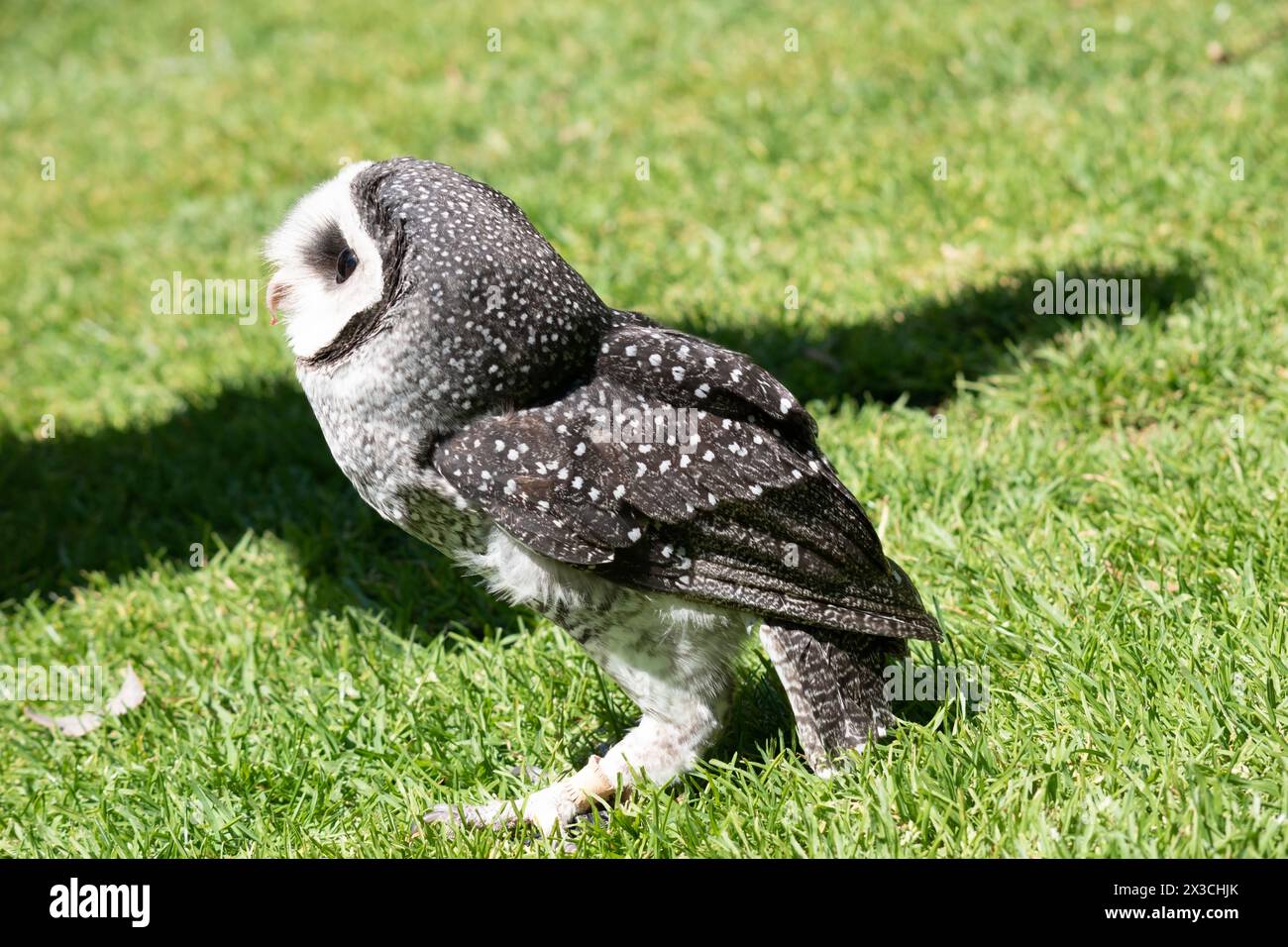 Die weniger rußige Eule hat eine dunkelrußgraue Farbe, mit großen Augen in einem grauen Gesicht, feinen weißen Flecken oben und unten und einem blassen Bauch. Stockfoto