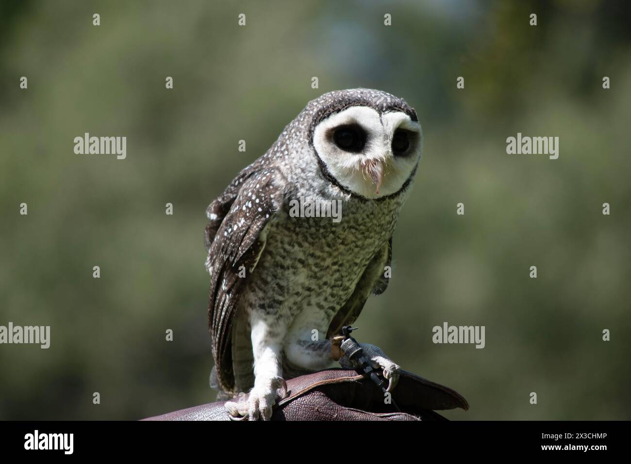 Die weniger rußige Eule hat eine dunkelrußgraue Farbe, mit großen Augen in einem grauen Gesicht, feinen weißen Flecken oben und unten und einem blassen Bauch. Stockfoto