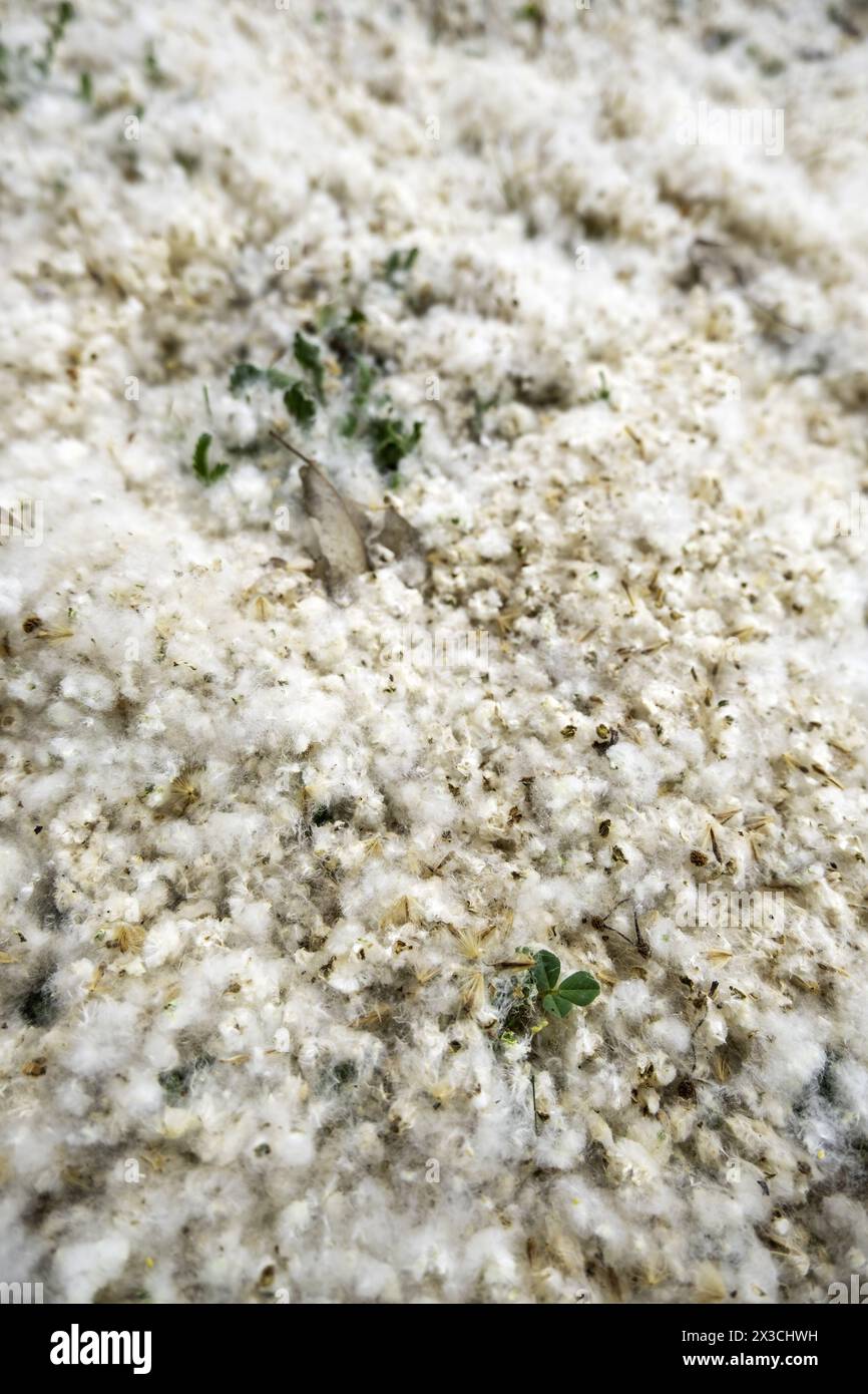 Detail der Baumflaume an einem Frühlingstag Stockfoto