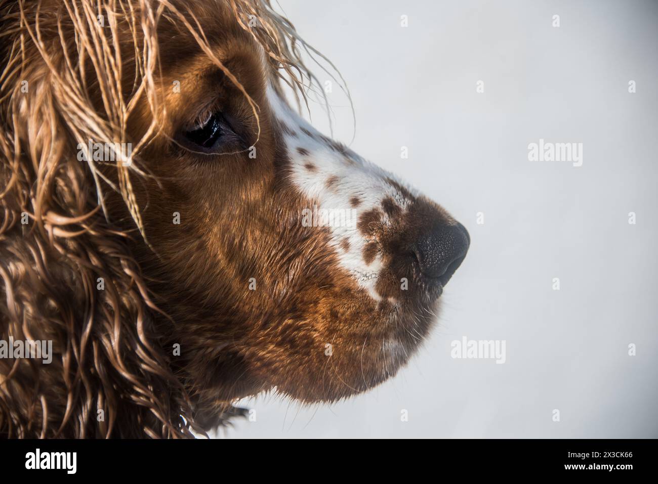 Porträt des Spaniel Stockfoto