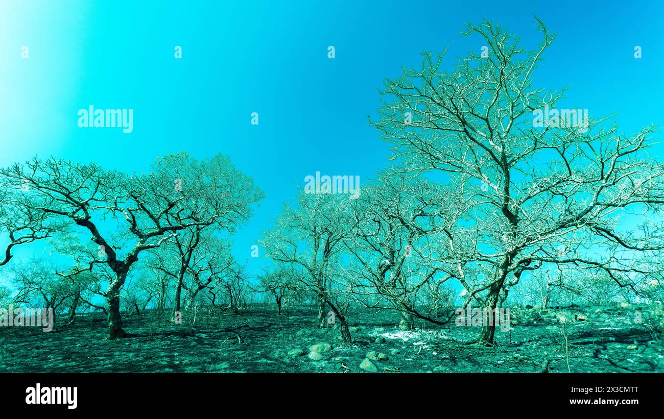 Wildnisbrände auf einem Hügel mit Fieberbäumen, die vor blauem Himmel verbrannt sind. Nahaufnahme in Kreuzfarbe für abstrakte Naturzeiträume Stockfoto