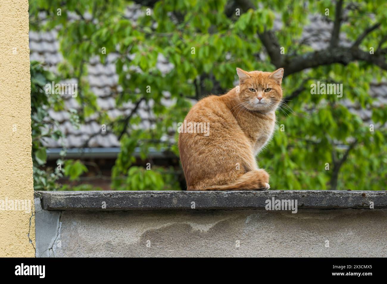 Eine Hauskatze sitzt an einer Wand Stockfoto