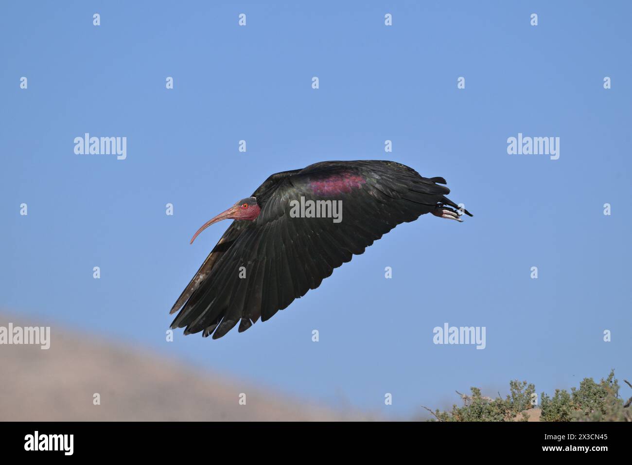 Nördlichen Waldrappen - Geronticus eremita Stockfoto