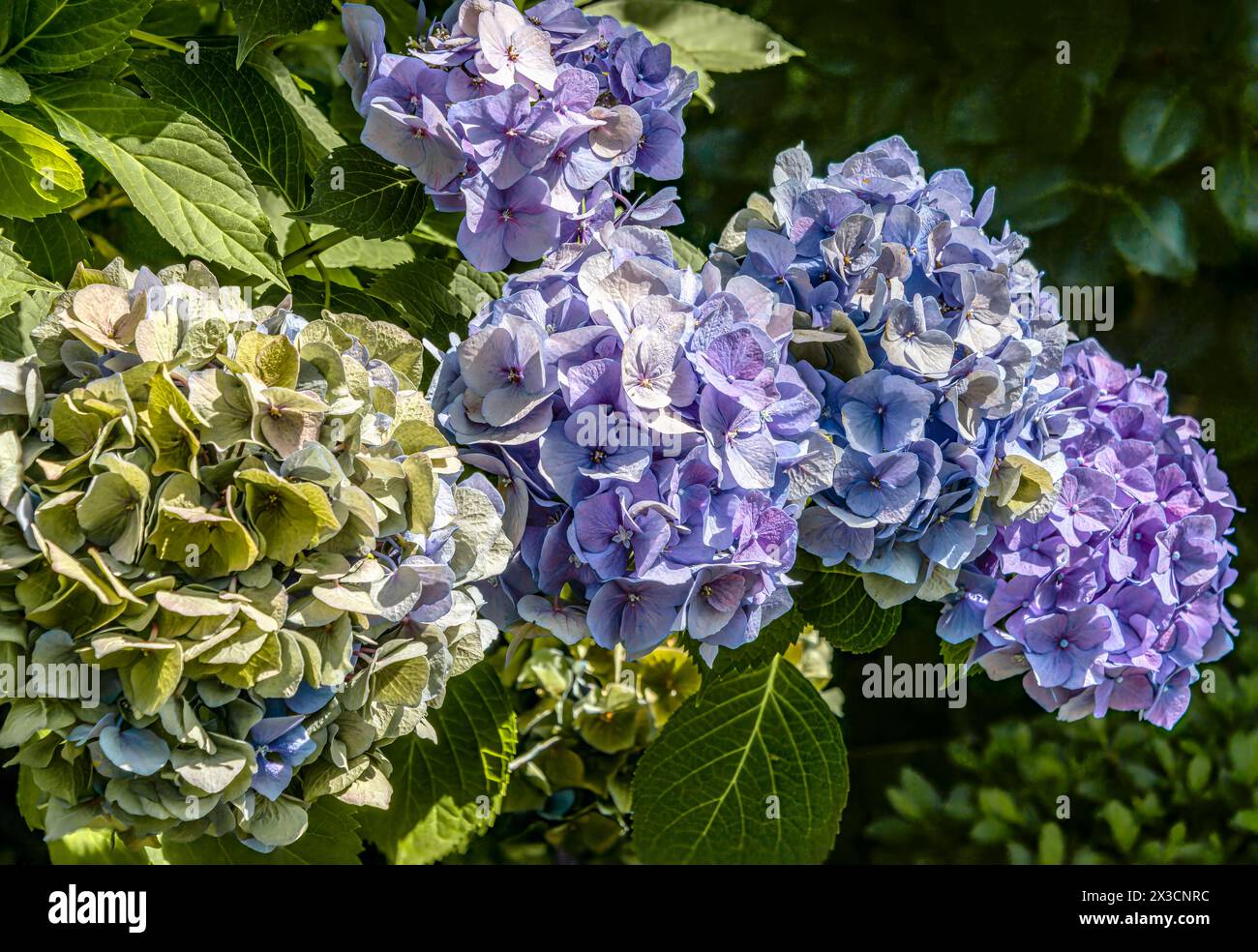 Hortensie Blüten (Hydranges Macrophylla) „Diva Fiore Blue“ im Landschloss Zuschendorf, Sachsen, Deutschland Stockfoto