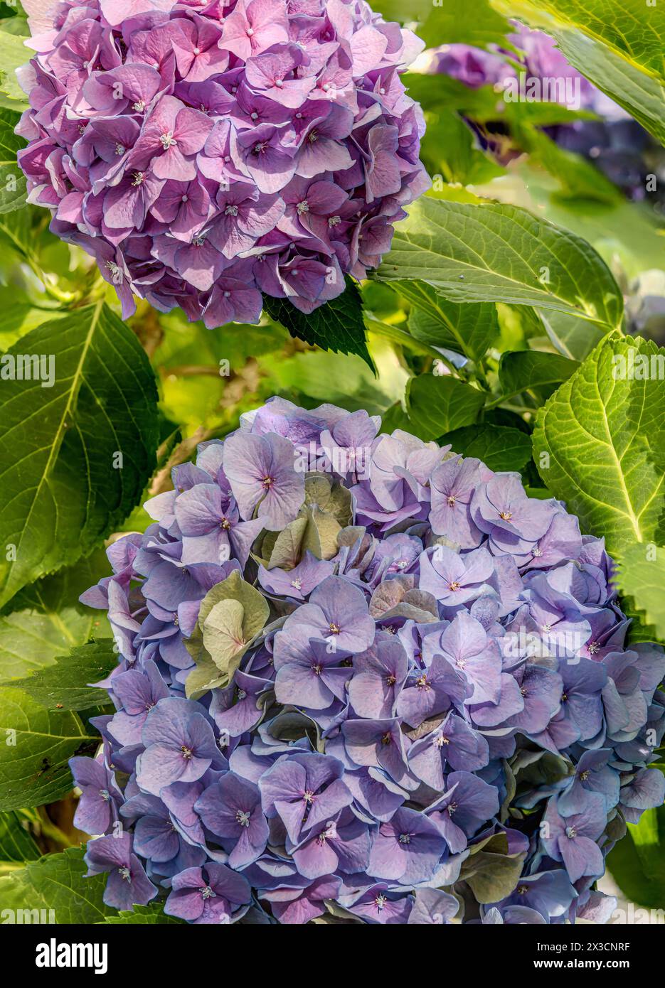 Hortensie Blüten (Hydranges Macrophylla) „Diva Fiore Blue“ im Landschloss Zuschendorf, Sachsen, Deutschland Stockfoto