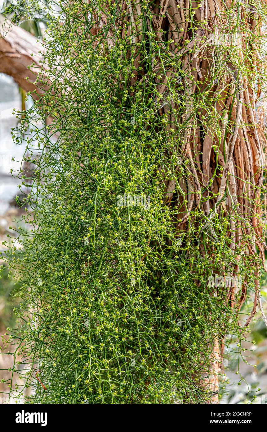 Nahaufnahme einer Bowiea volubilis Pflanze, auch gärtnerisch als Kletterzwiebel oder Zulu-Kartoffel bekannt, im Botanischen Garten Dresden Stockfoto