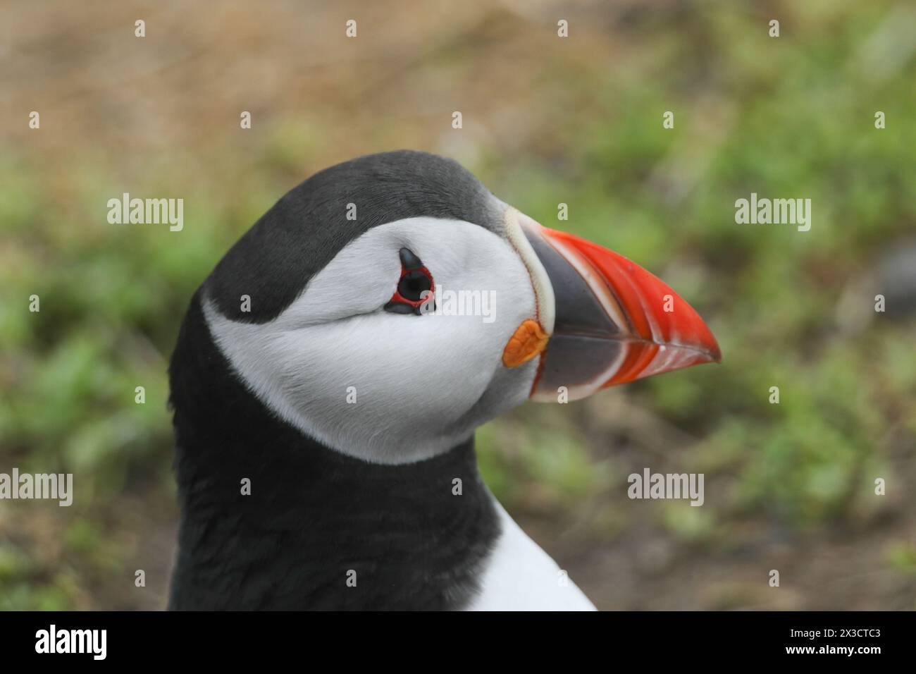 Eine Kopfaufnahme eines Puffins, Fratercula arctica, auf einer Klippe auf einer Insel während eines Sturms. Stockfoto