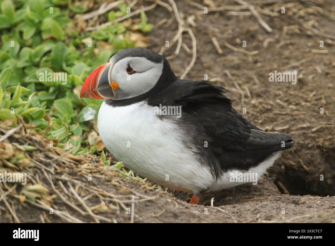 Ein Puffin, Fratercula arctica, ist gerade aus seinem Nest in einer Höhle unter dem Boden auf einer Klippe auf einer Insel im Meer aufgetaucht. Stockfoto