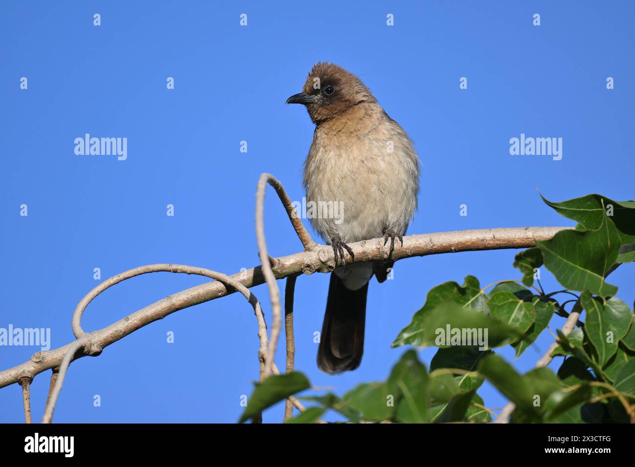 Gemeinsamen Bulbul - Pycnonotus barbatus Stockfoto