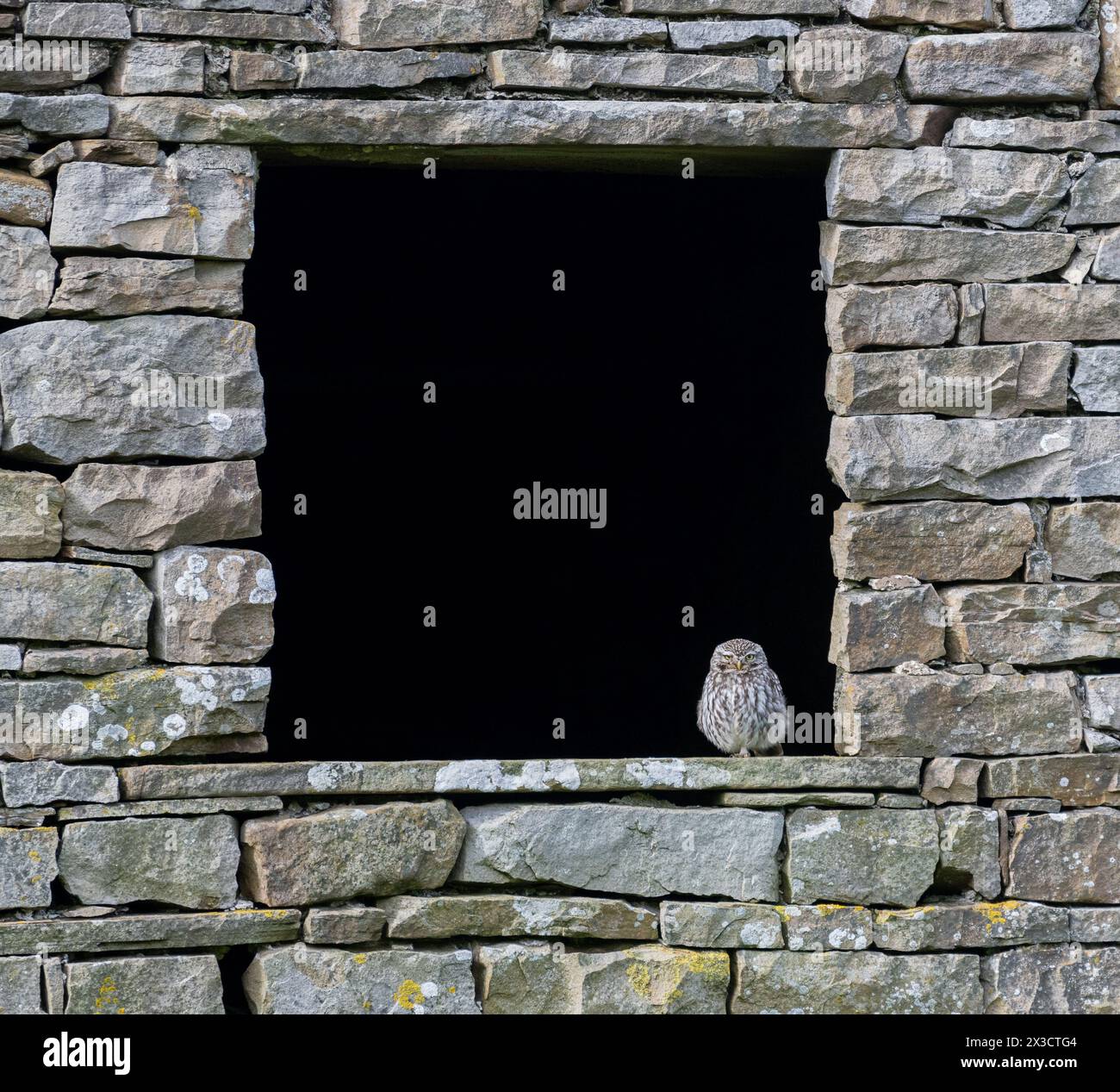 Little Eulen (Athene noctua) sitzen im Fenster einer stillgelegten Steinscheune in Wensleydale, North Yorkshire, Großbritannien. Stockfoto