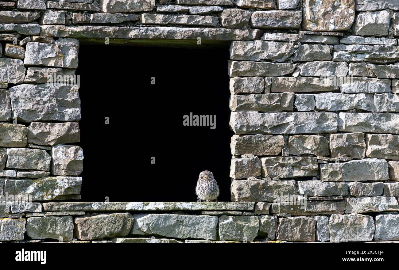 Little Eulen (Athene noctua) sitzen im Fenster einer stillgelegten Steinscheune in Wensleydale, North Yorkshire, Großbritannien. Stockfoto
