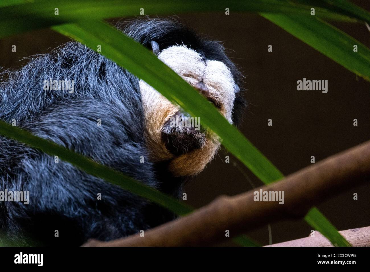 weißgesäumte saki (Pithecia pithecia), genannt Guianan saki und goldgesäumte saki, im Artis Zoo in Amsterdam, Holland, 22. September 2022. Saki A Stockfoto