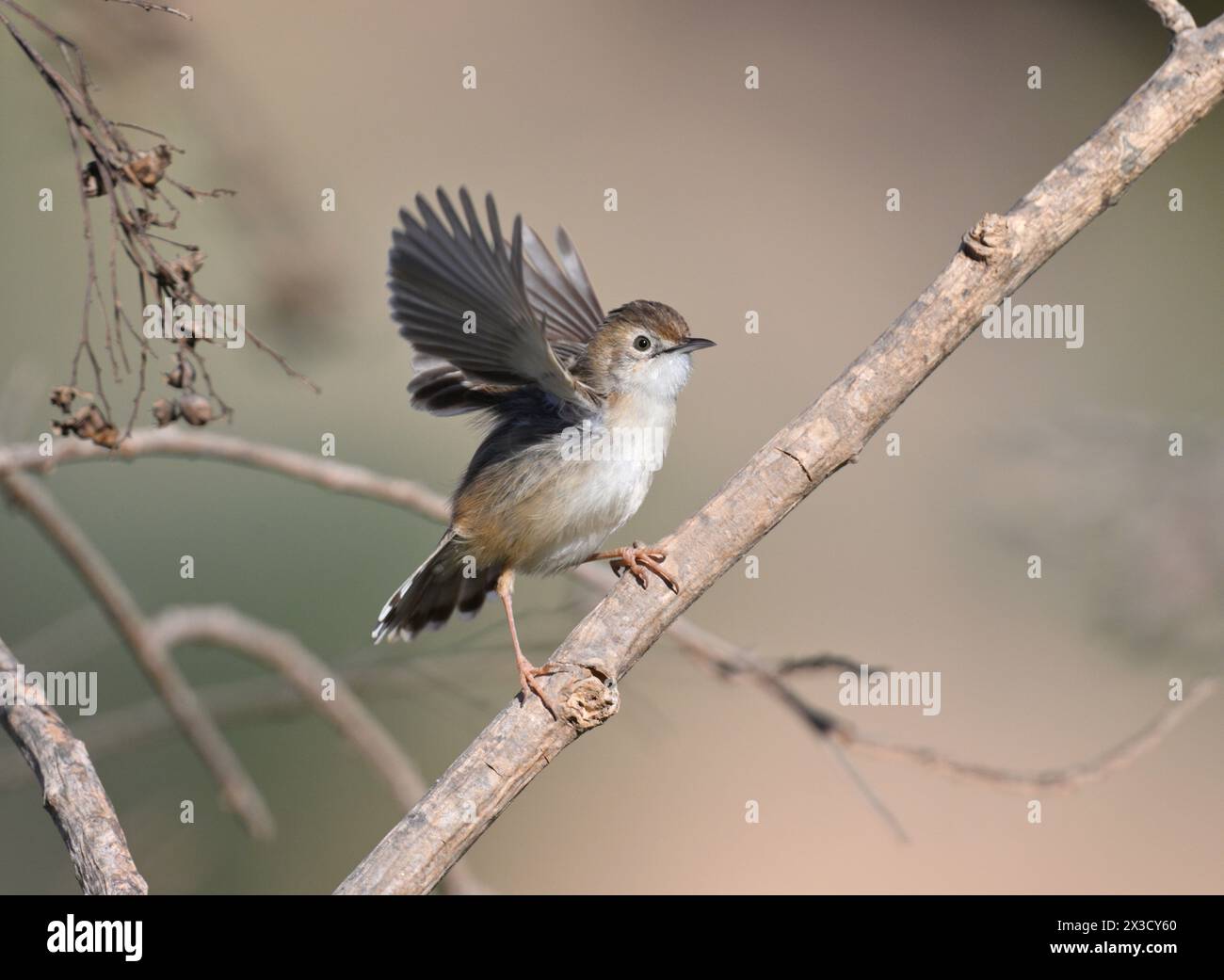 Zitting Cisticola - Cisticola juncidis Stockfoto