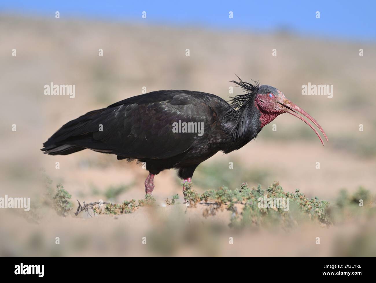 Nördlichen Waldrappen - Geronticus eremita Stockfoto