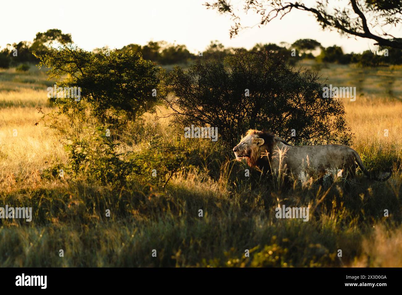 Lion Silhouette in der Abenddämmerung, Kruger Safari, Wild Encounter Stockfoto