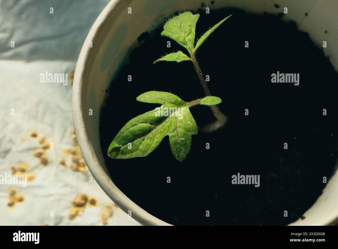 Der Prozess der Keimung einer Pflanze aus einem Samen Stockfoto