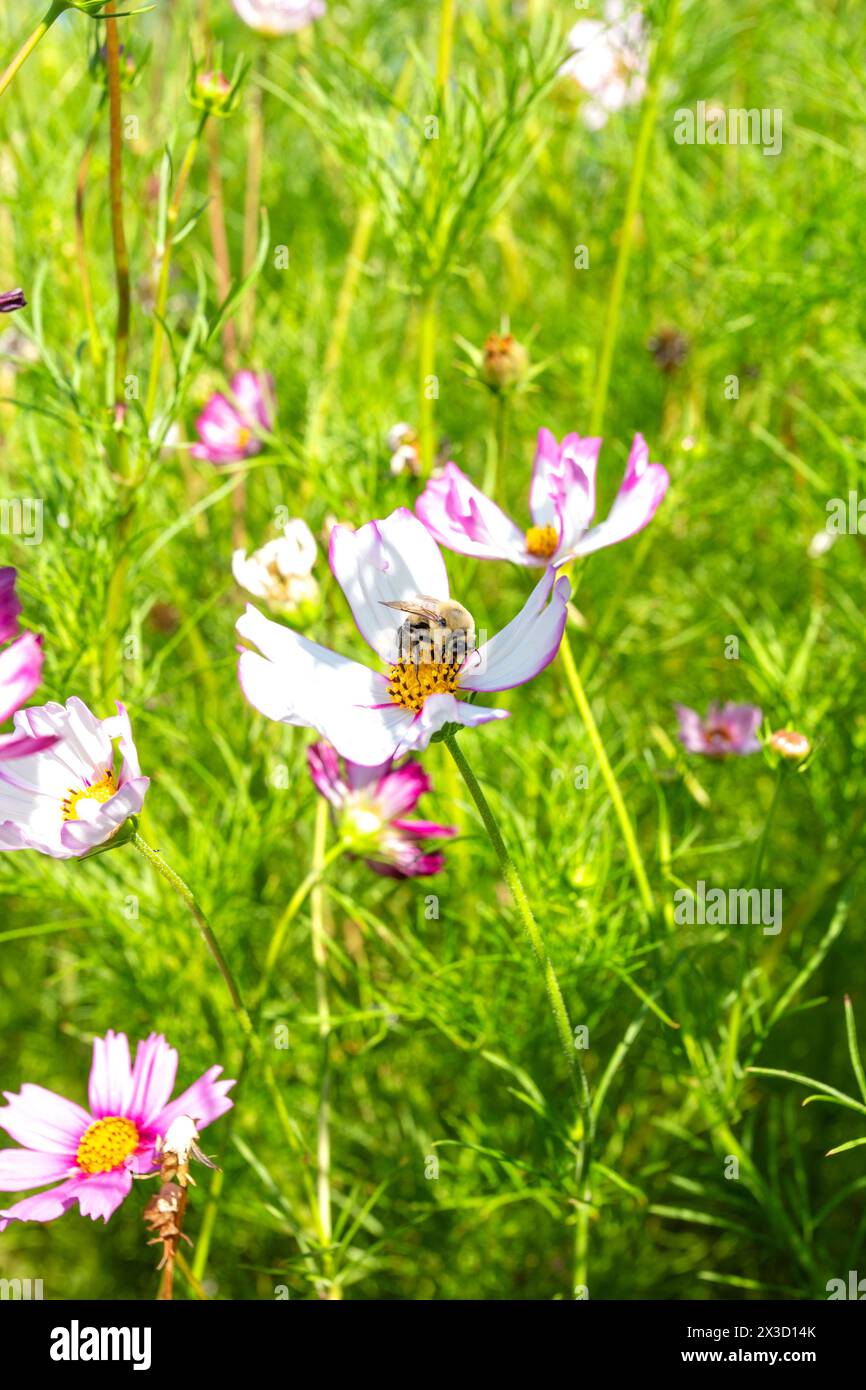 Hummel auf Garten kosmo blühen im Garten Stockfoto