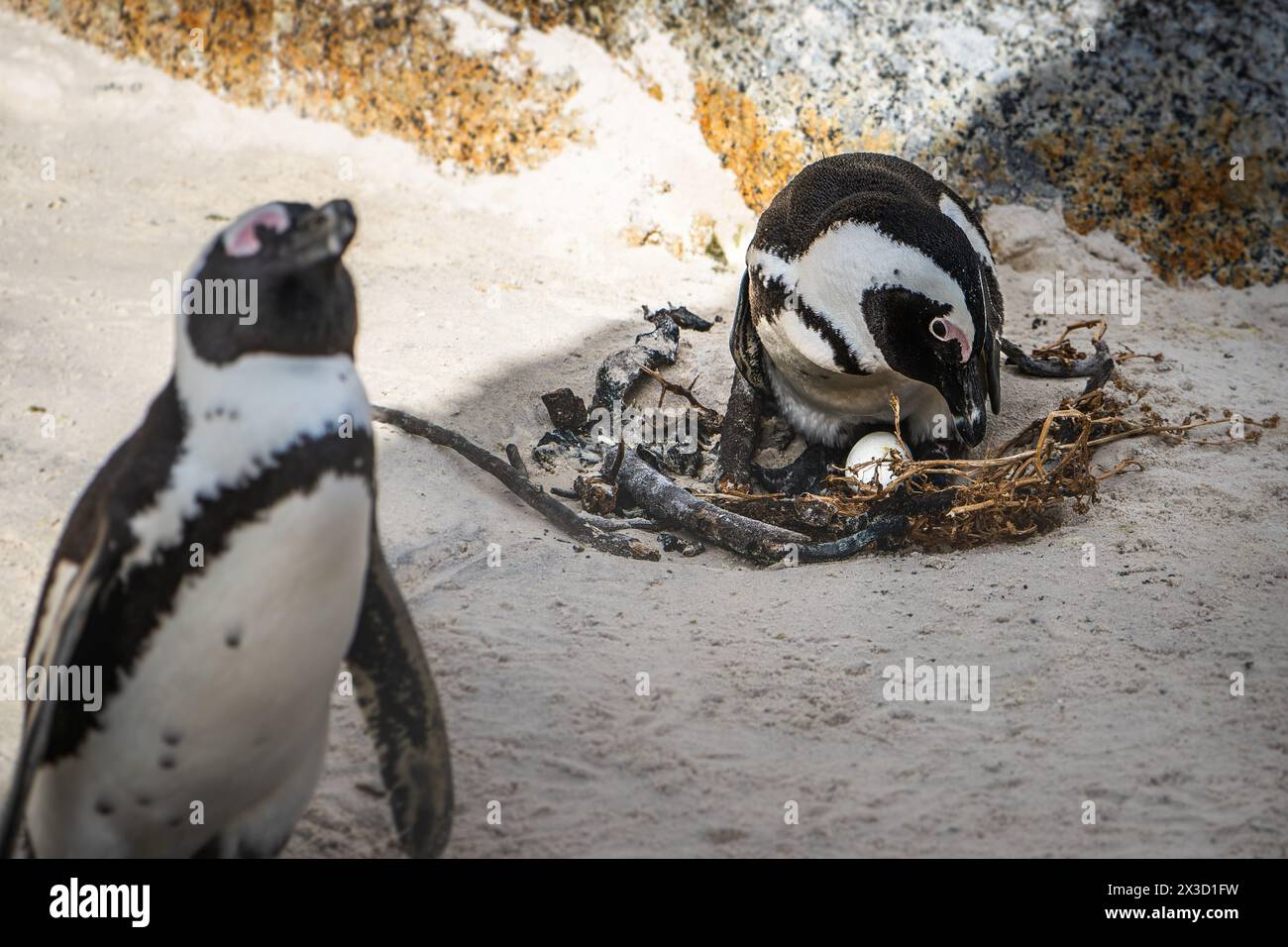 Pinguin-Paar-Schutznest, ruhige Boulders Bay-Szene Stockfoto