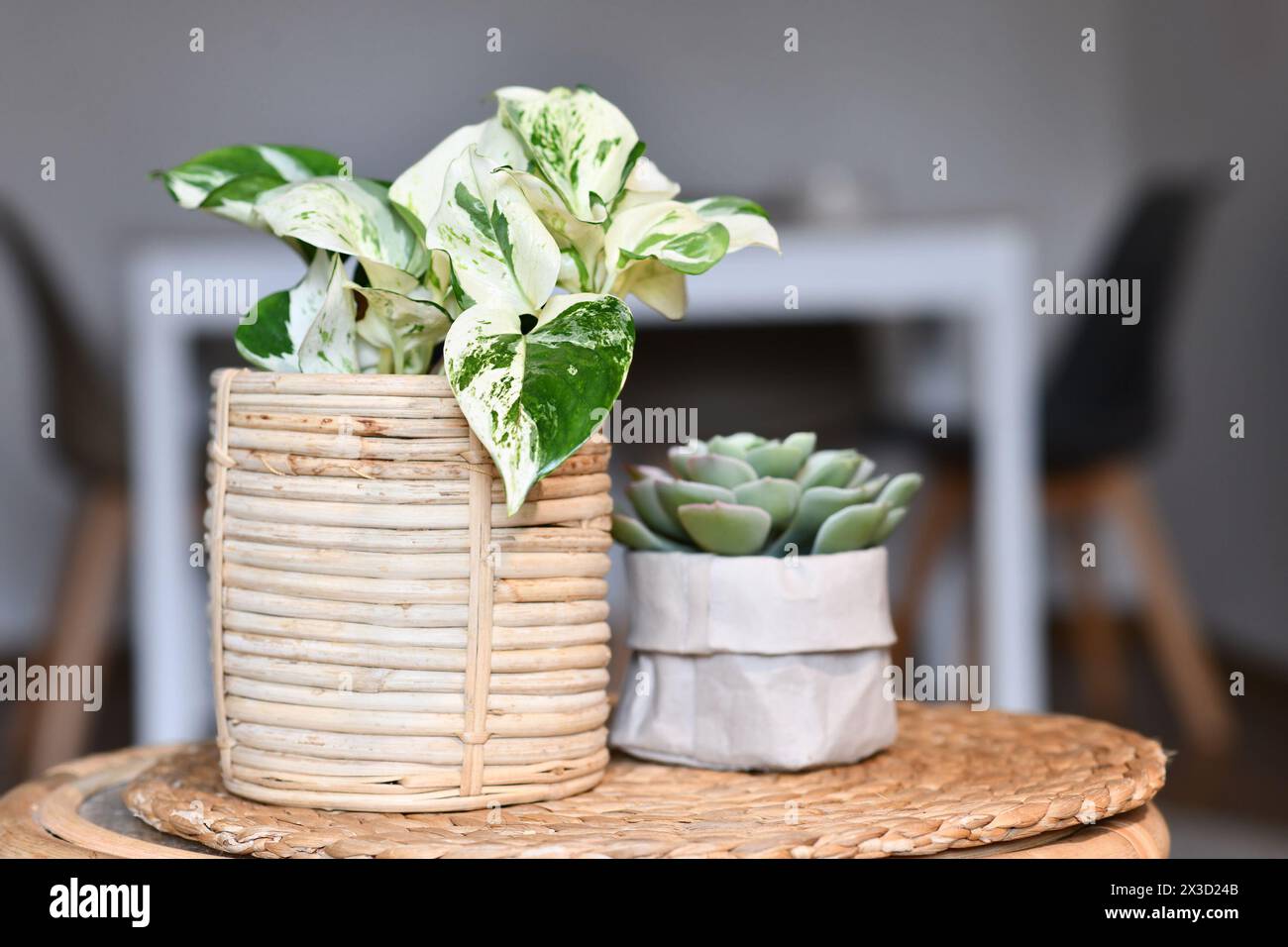 Exotische Pothos-Zimmerpflanze "Epipremnum Aureum Manjula" im Korb Blumentopf auf dem Tisch mit Sukkulenten Stockfoto