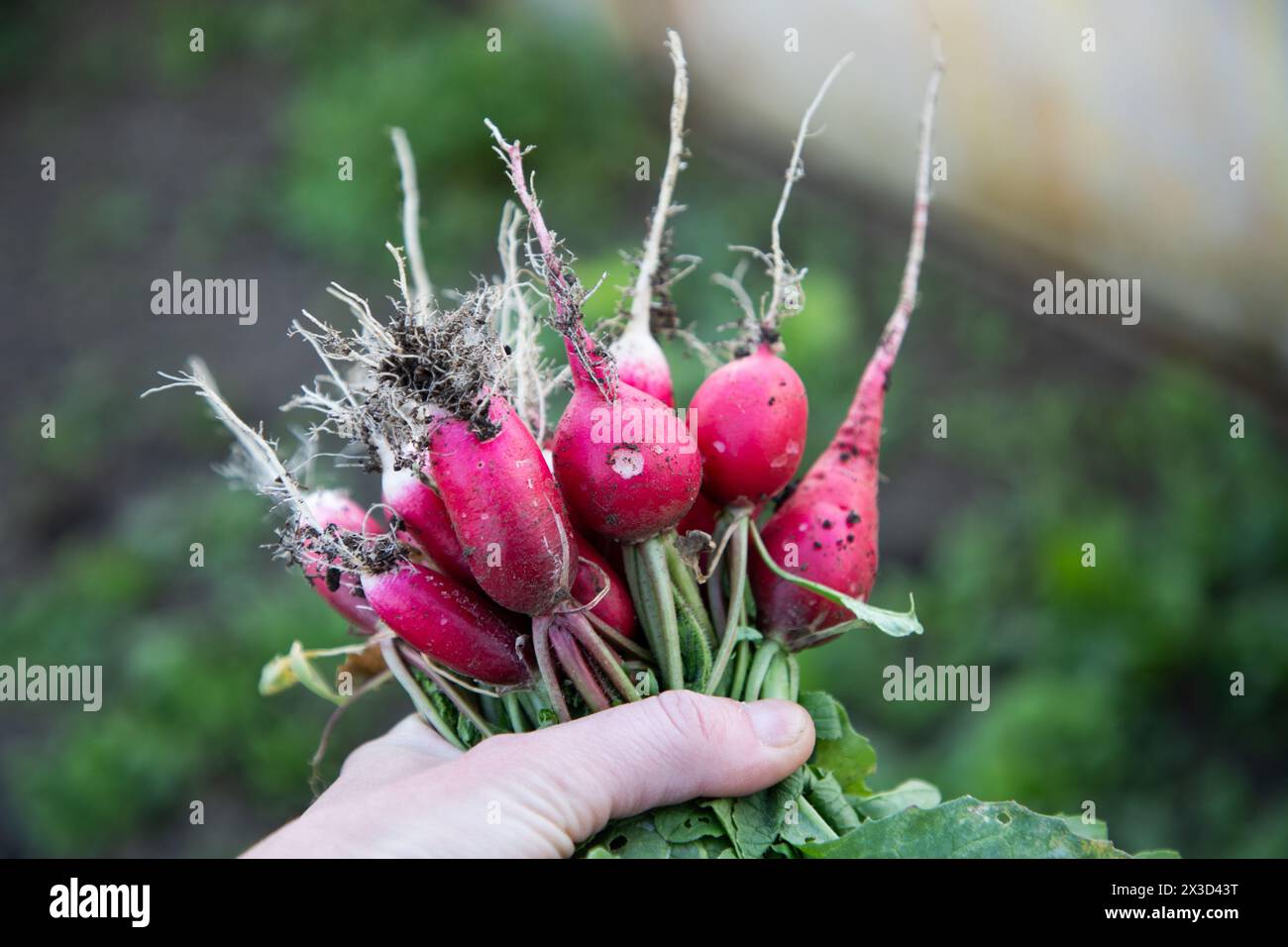 Rote Bio-Radieschen, frisch aus dem Garten gesammelt Stockfoto