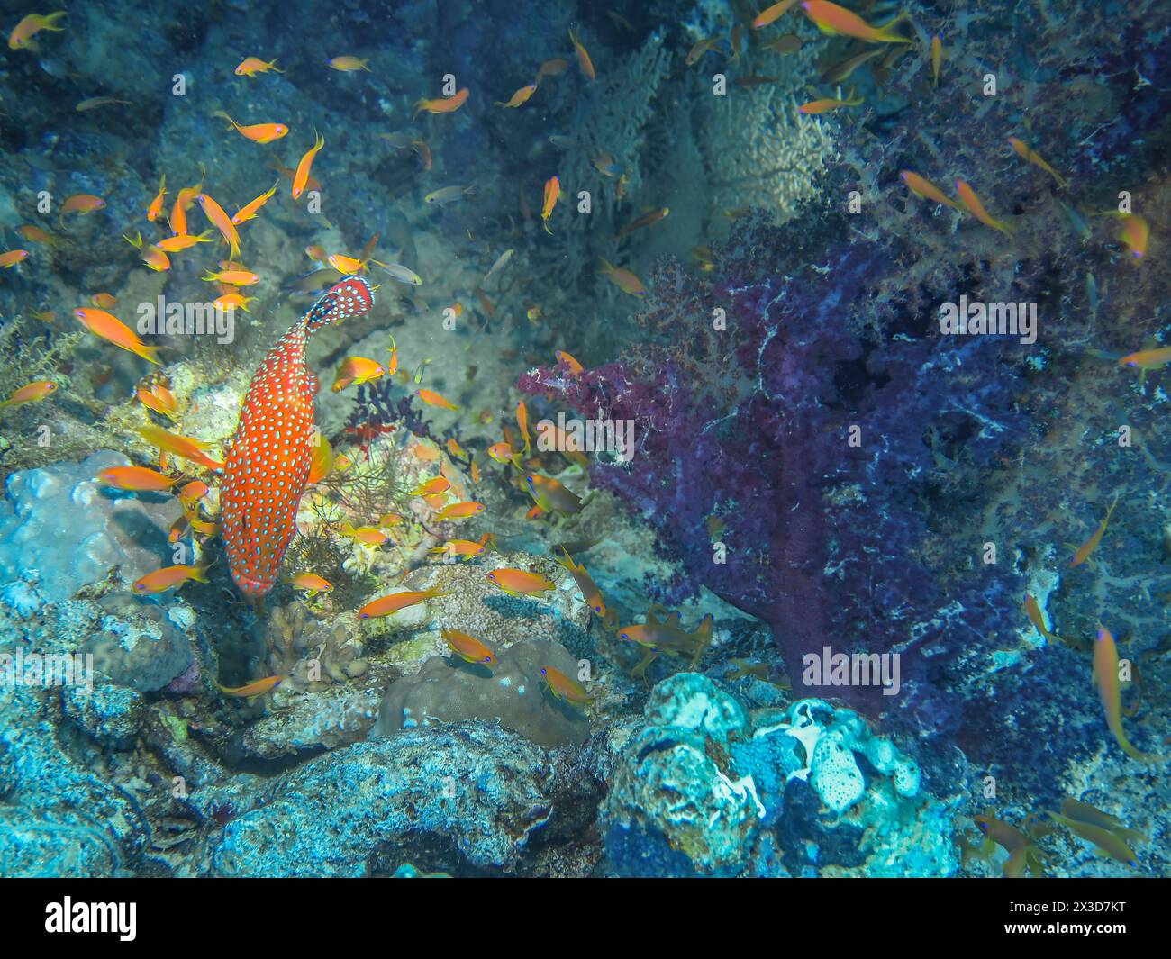 Barsch, Tauchplatz Wrack der Dunraven, Rotes Meer, Ägypten Stockfoto