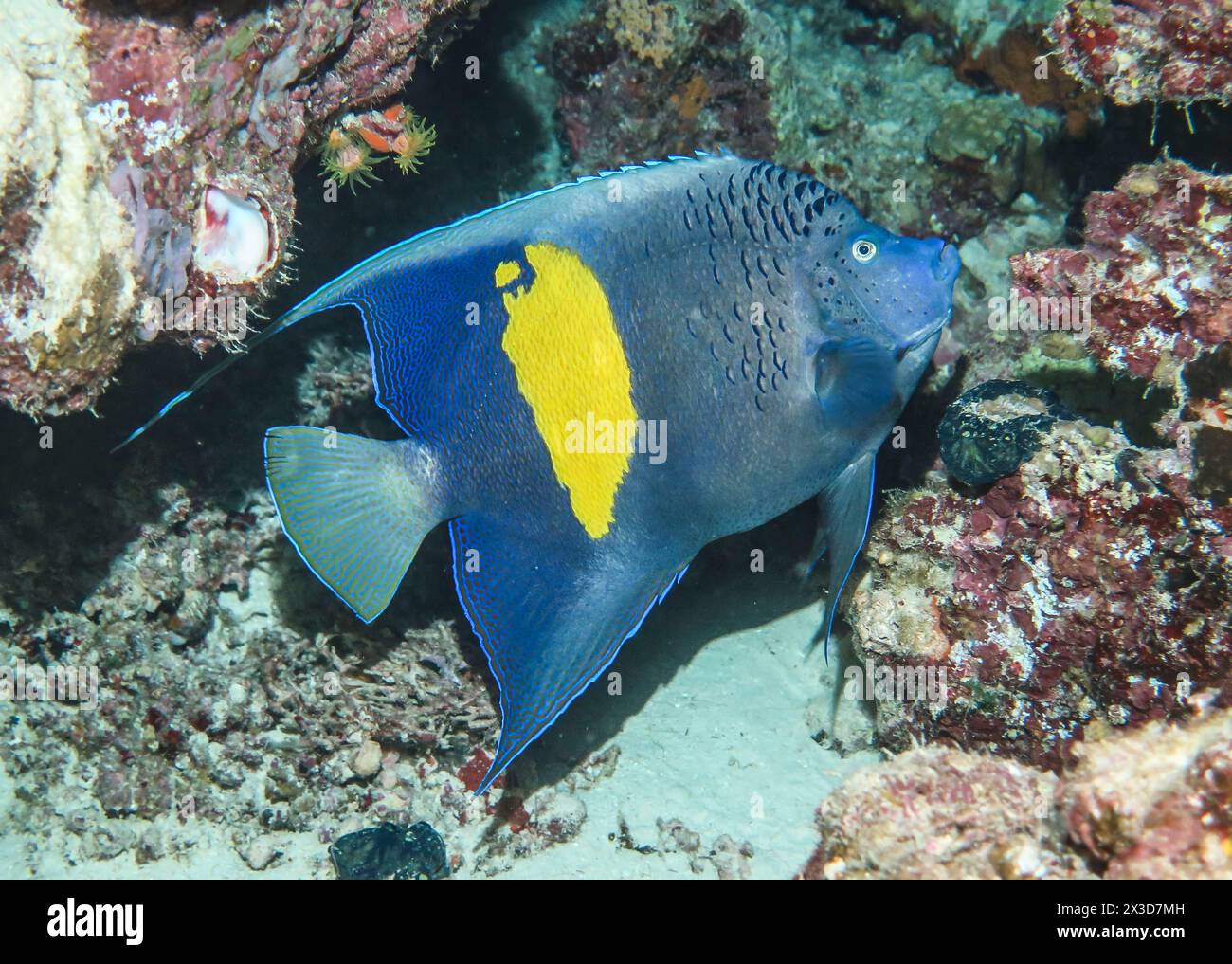 Sichel-Kaiserfisch (Pomacanthus maculosus), Tauchplatz Riff Abu Nuhas, Rotes Meer, Ägypten Stockfoto