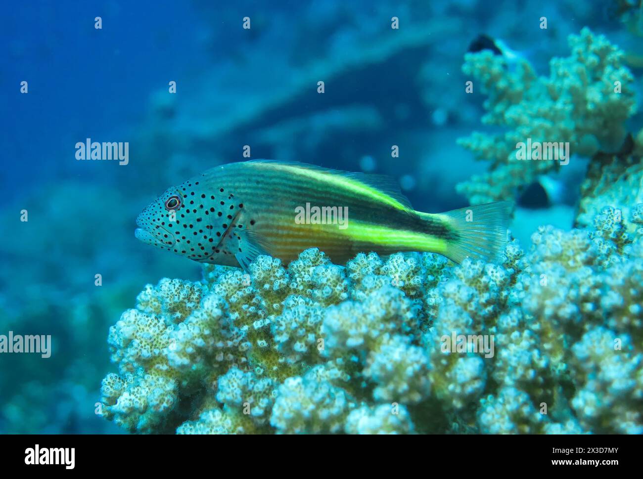 Gestreifter Korallenwächter (Paracirrhites forsteri), Tauchplatz Gordon Reef, Rotes Meer, Ägypten Stockfoto