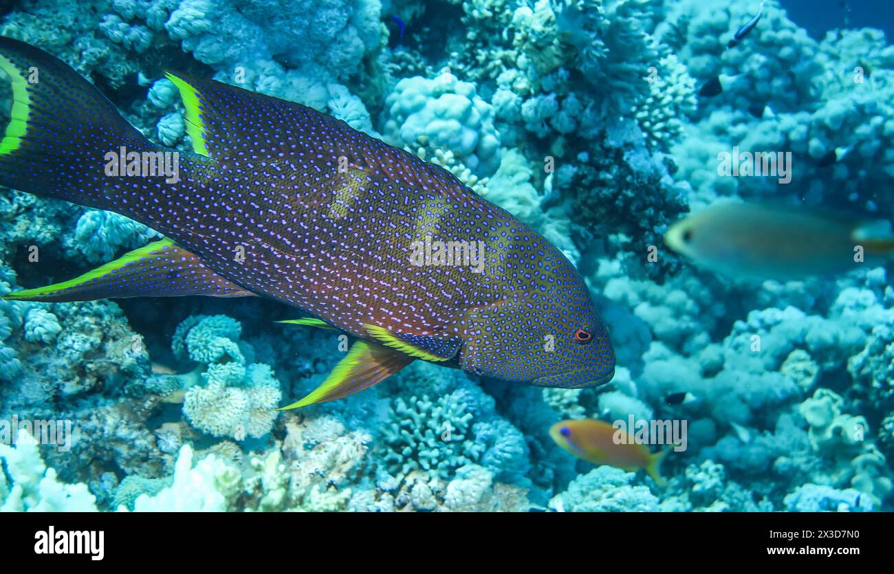 Barsch, Tauchplatz Jackson Reef, Rotes Meer, Ägypten Stockfoto