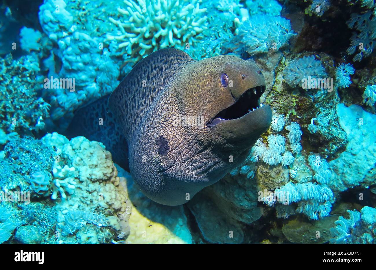 Riesenmuräne (Gymnothorax javanicus), Tauchplatz Ras Mohammed Jackfish Alley Reef, Rotes Meer, Ägypten Stockfoto