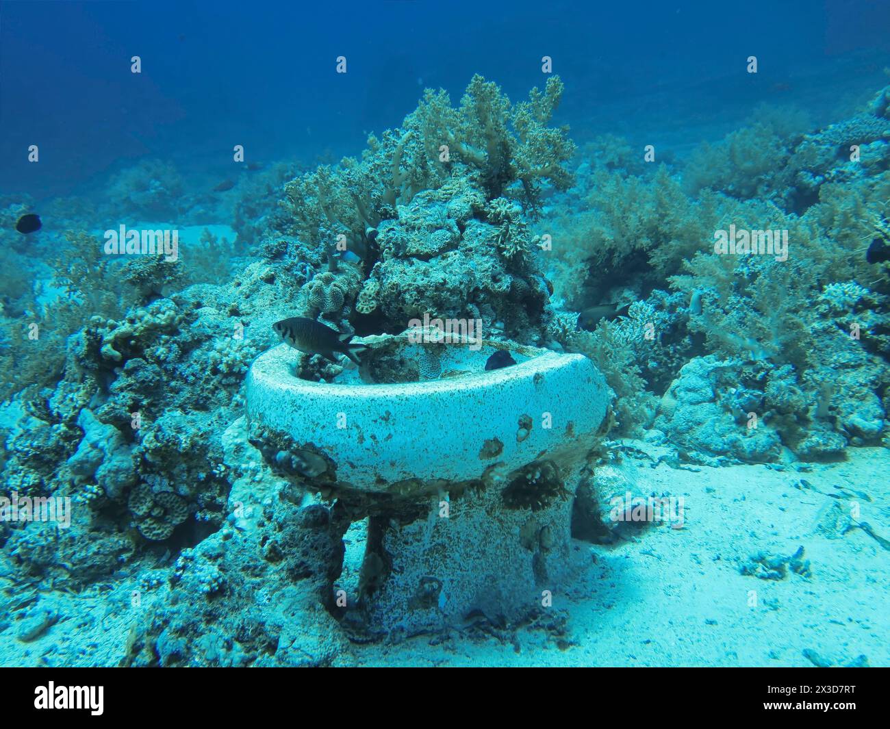Keramik, Toilettenschüsseln, Wrack der Jolanda, Tauchplatz Ras Mohammed Shark und Jolanda Reef, Rotes Meer, Ägypten Stockfoto
