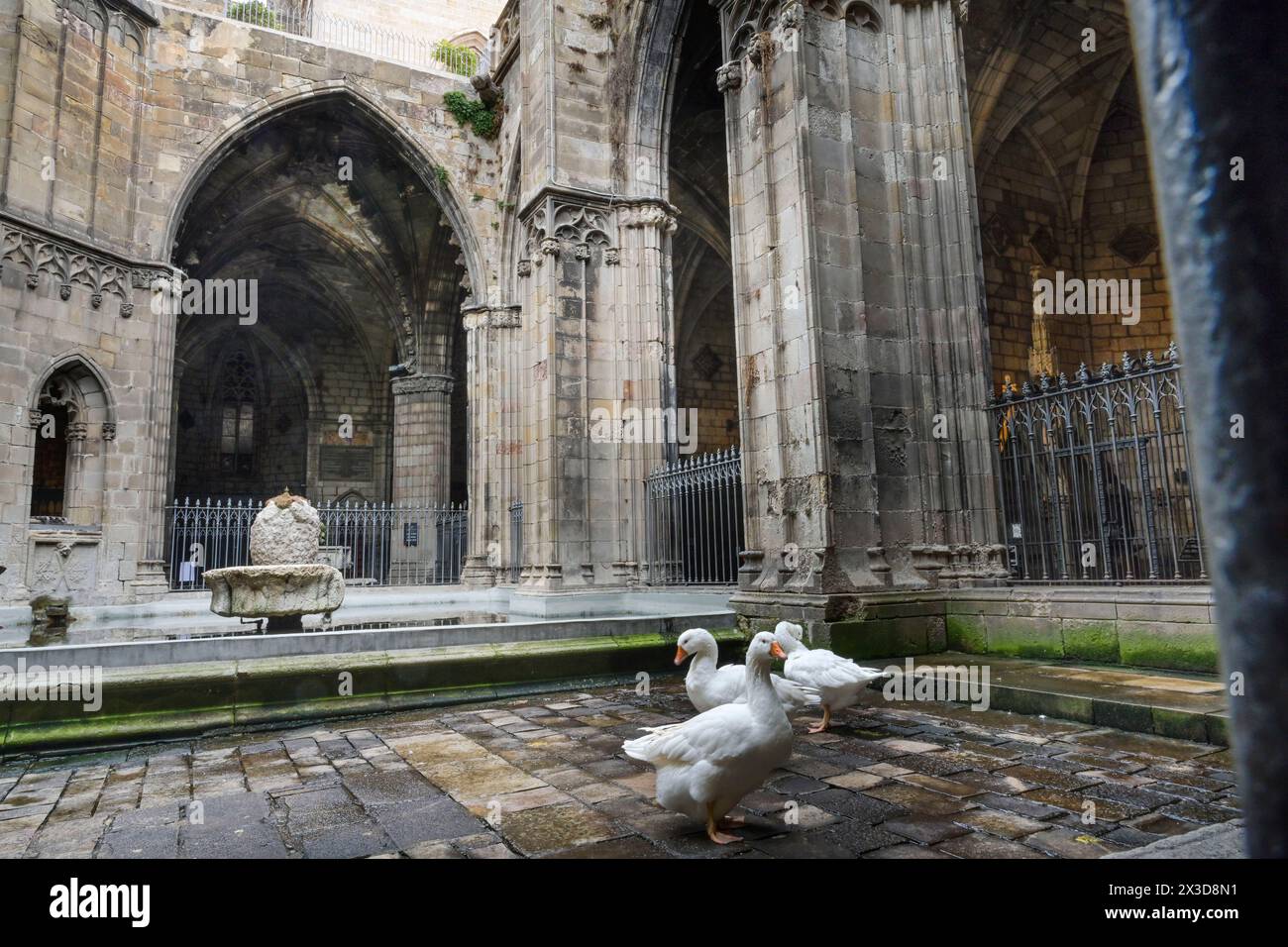 Kreuzgang mit Garten, Gänse im Innenhof, Kathedrale, Catedral de la Santa Creu i Santa Eulalia, Barcelona, Katalonien, Spanien Stockfoto