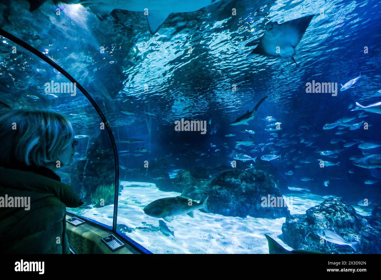 Aquarium de Barcelona, Port Vell, Barcelona, Katalonien, Spanien Stockfoto