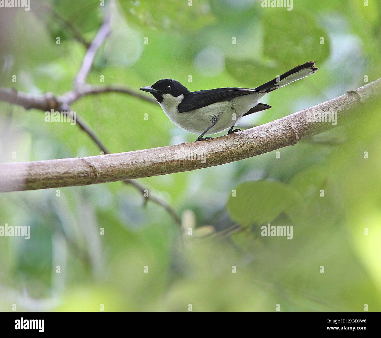 Schwarzköpfiger Monarch (Symposiachrus boanensis, Monarcha boanensis), endemisch auf der Insel Boano in den südlichen Mollukas, Indonesien, Boano Island Stockfoto