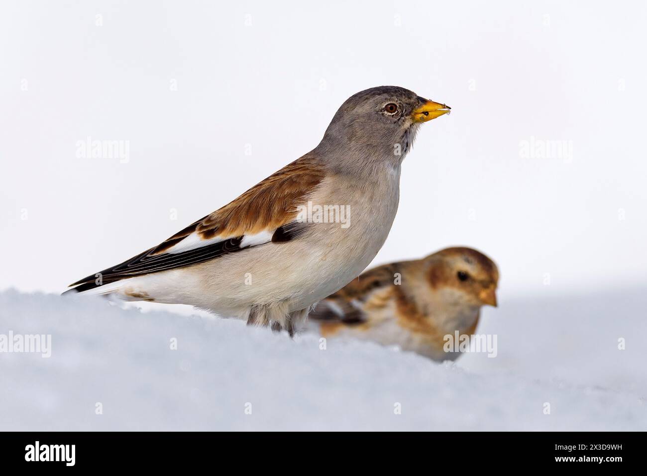 Weißflügeliger schneefinke (Montifringilla nivalis), männlich auf der Suche nach Nahrung im Schnee zusammen mit einem Schneehaken, Italien, Toskana Stockfoto