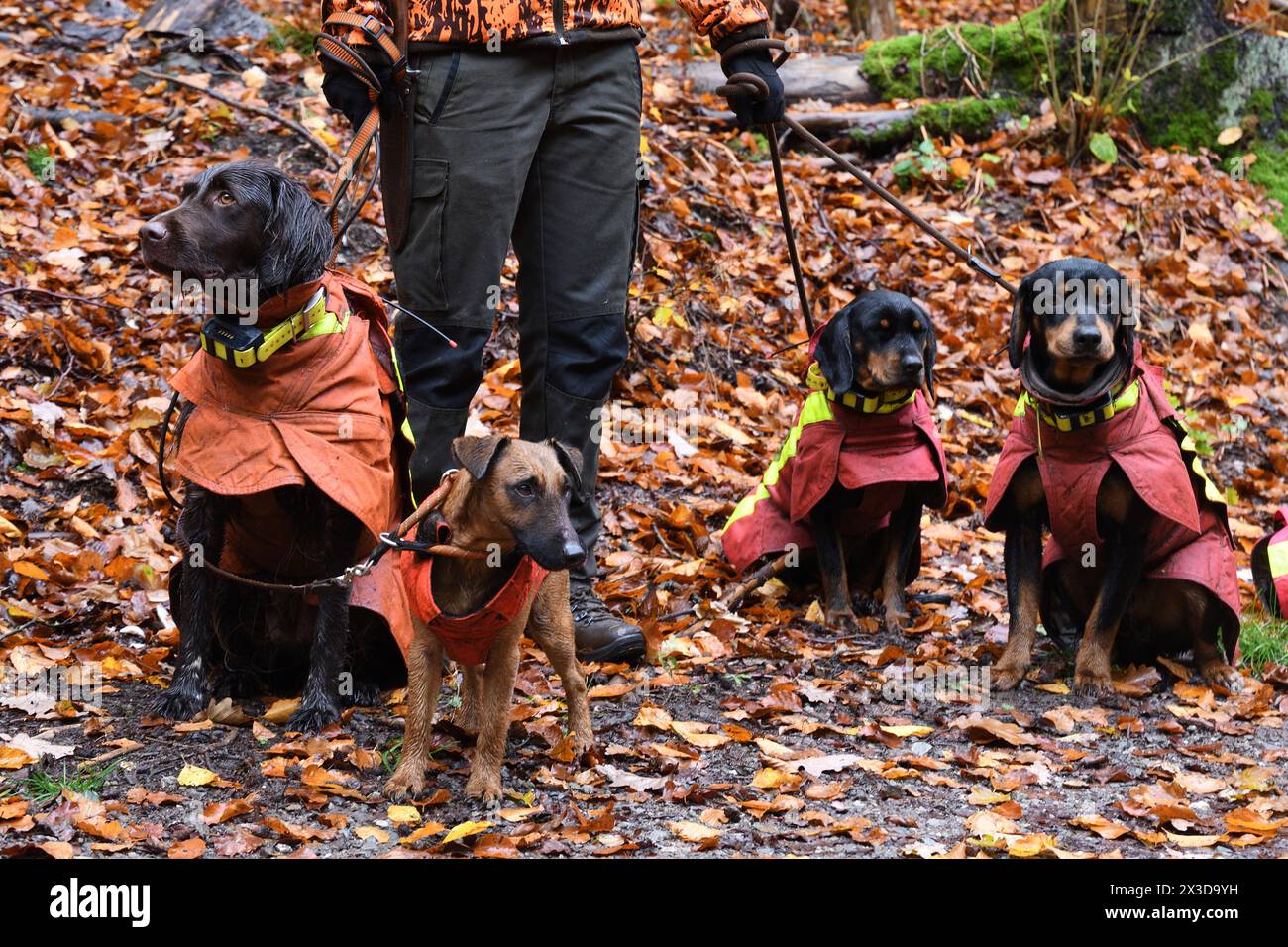 Vier Jagdhunde mit Schutzwesten im Herbstwald, Deutschland Stockfoto
