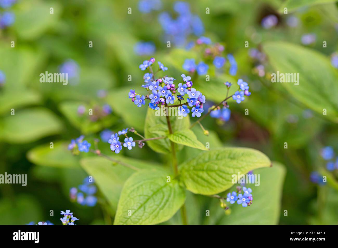 Heartleaf brunnera, Sibirischer Bugloss (Brunnera macrophylla, Anchusa myosotidiflora), blühend, Europa, Insel Mainau Stockfoto