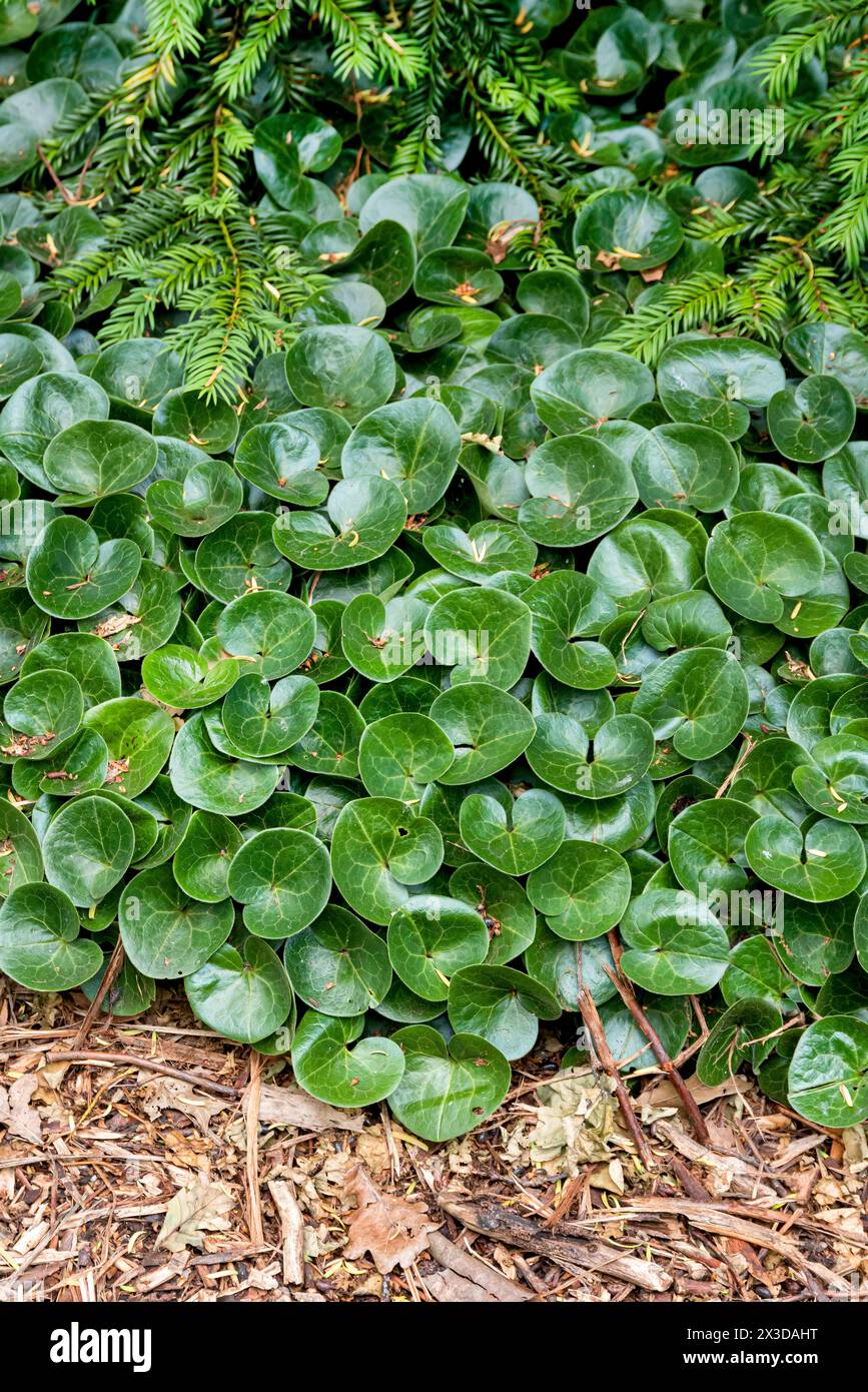 Asarabacca, Europäischer WildIngwer, Wilder Ingwer, Haselkraut, Wilder Spikenard (Asarum europaeum), Blätter, Deutschland, Bundesrepublik Deutschland Stockfoto