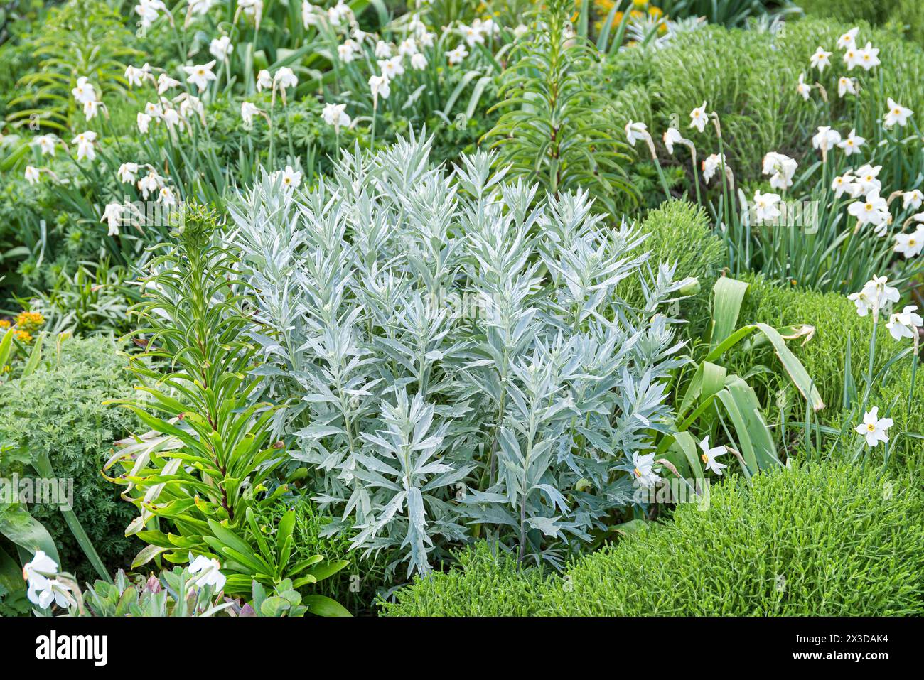 Louisiana-Sagewort, westlicher Beifuß, weißer Salbei (Artemisia ludoviciana „Valerie Finnis“, Artemisia ludoviciana Valerie Finnis), Sorte Valerie Finni Stockfoto